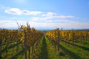 ../galleries/2024.11.03_Wanderung_Rheingau_Kloster_Ebersbach/DSC_4342.thumbnail.jpg