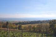 ../galleries/2024.11.03_Wanderung_Rheingau_Kloster_Ebersbach/DSC_4356.thumbnail.jpg