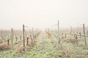 ../galleries/2024.12.28_Wanderung_Rheingau_Abteisthildegard/DSC_4494.thumbnail.jpg